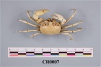 藏品(快腳蟹)的圖片